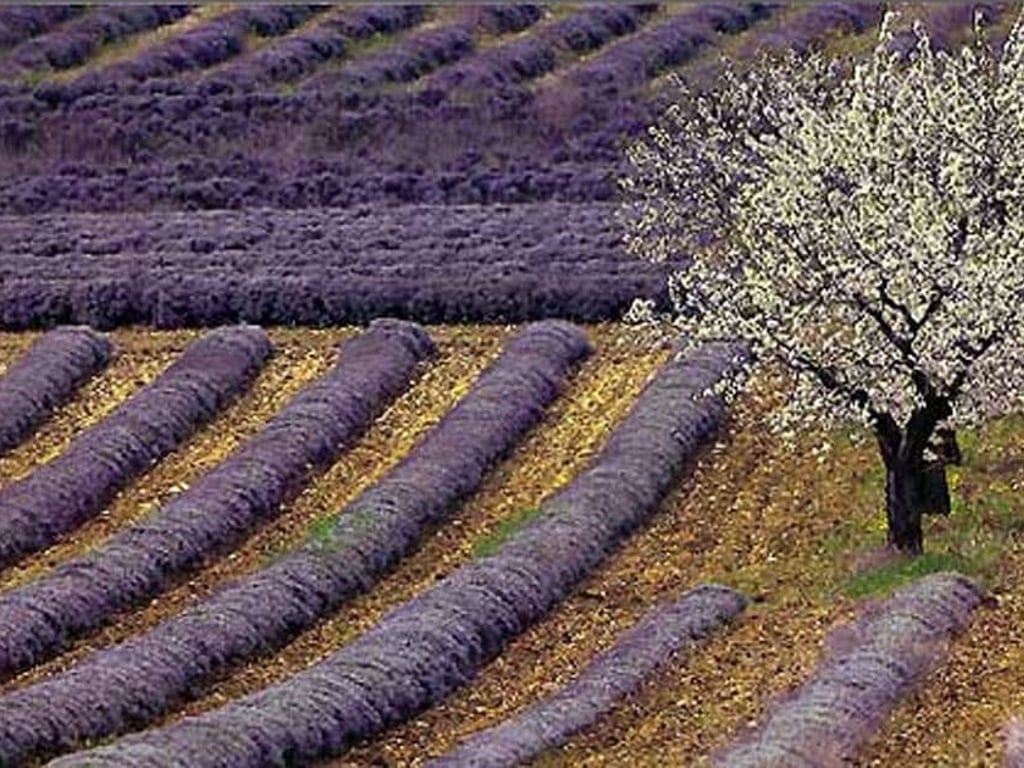 Maison Romaine for 6 | A Stylish villa wrapped around its own pool