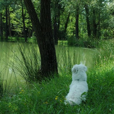 Lake near Docciole villa