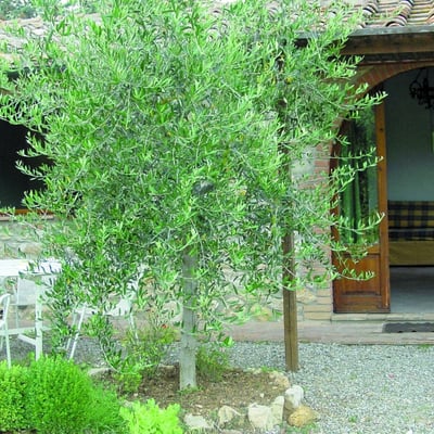 Noce | Charming cottage on Agriturismo by Casole d'Elsa