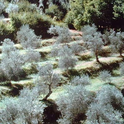 Ropoli Sopra | A Tuscan farmhouse with loggia close to Siena