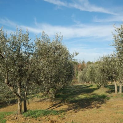 Dimora | Villa for 12 with AC and a large pool by Barberino val d'Elsa