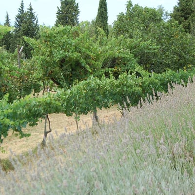 Casa Allioni Villa for 6 in Tuscany