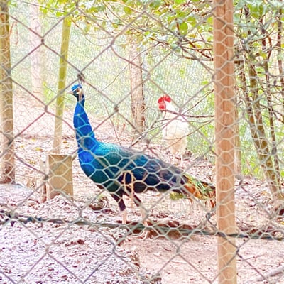 Villa dei Fiori | Charming Tuscan Villa for 4 with private pool and gardens