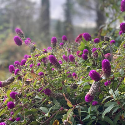 Villa dei Fiori | Charming Tuscan Villa for 4 with private pool and gardens