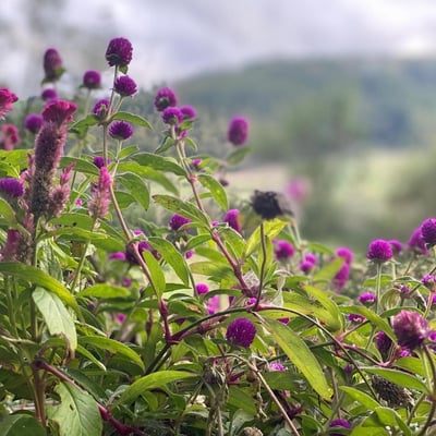 Villa dei Fiori | Charming Tuscan Villa for 4 with private pool and gardens