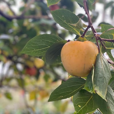 Villa dei Fiori | Charming Tuscan Villa for 4 with private pool and gardens