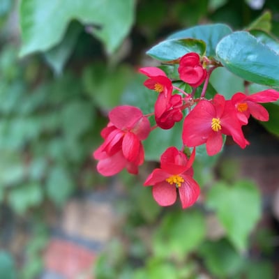 Villa dei Fiori | Charming Tuscan Villa for 4 with private pool and gardens