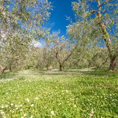 Villa San Miniato | Historic villa with a large pool