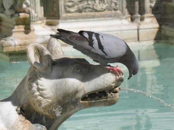 Bottini in Siena - the town's underground river