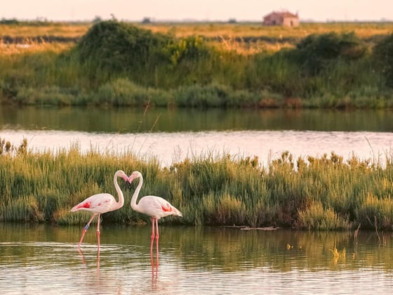 Birdwatching in Tuscany