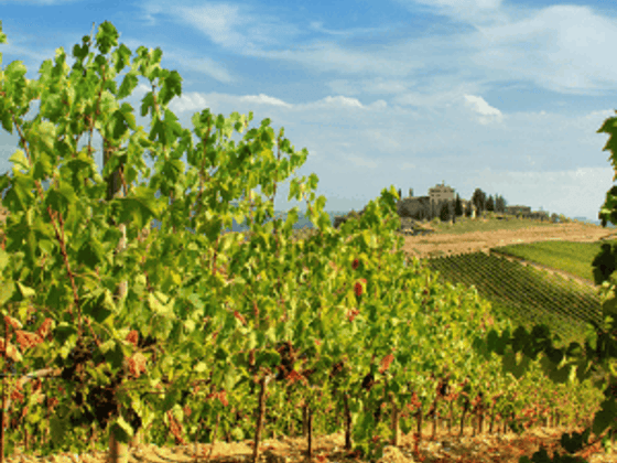 Five Top Tuscan Wineries