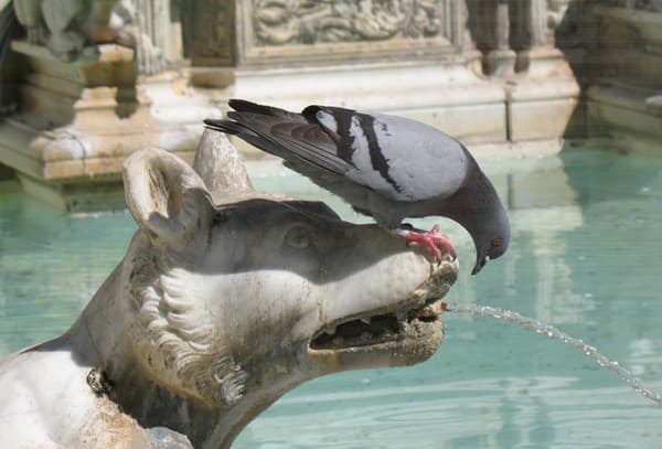 Bottini in Siena - the town's underground river