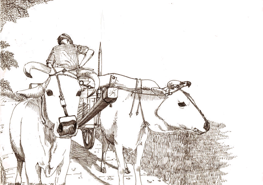 White oxen in Tuscany - drawing made in 1982 by Dan Wrightson White oxen
