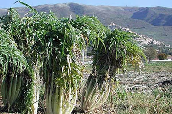 gobbi all'aretina gobbi