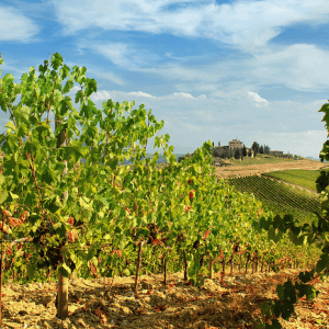 Five Top Tuscan Wineries