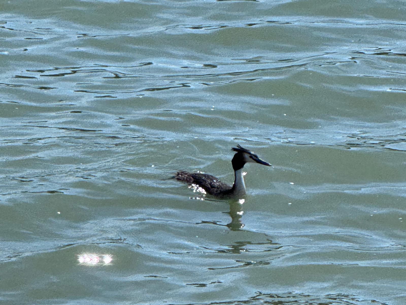 A crested grebe on Lake Trasimeno lago-trasimeno-grebe