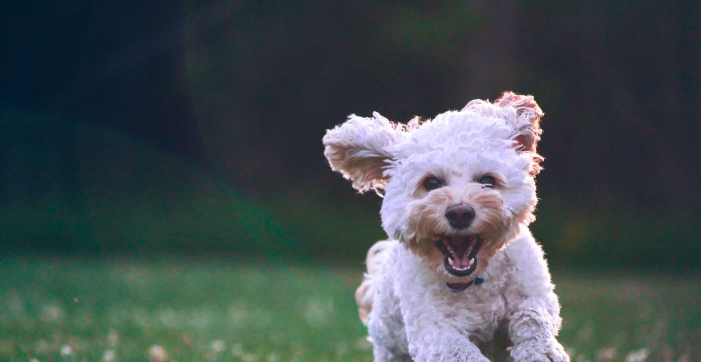 Travelling to Europe with Pets