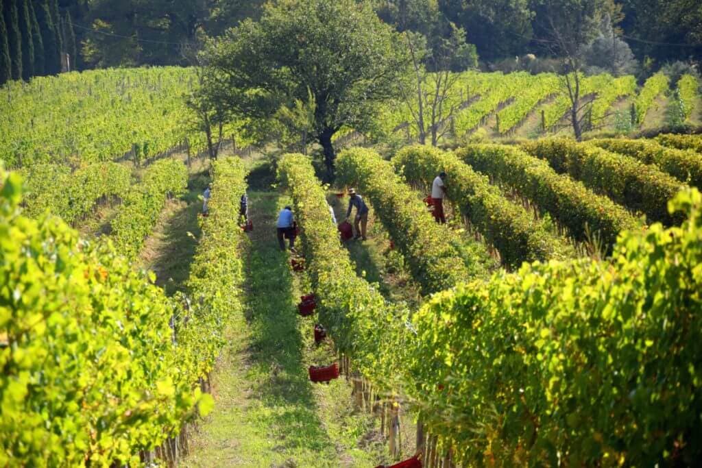 Vineyards in Tuscany